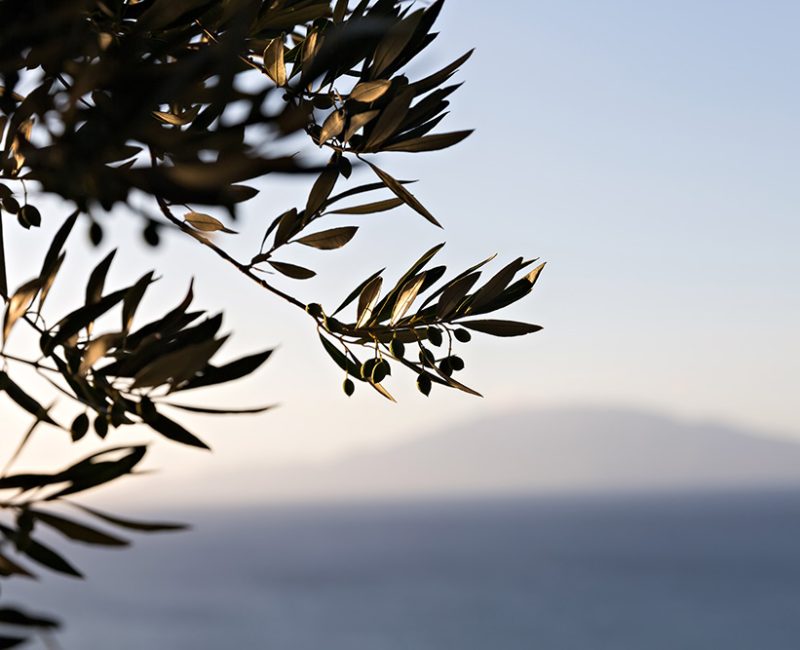 olive-tree-3.jpg